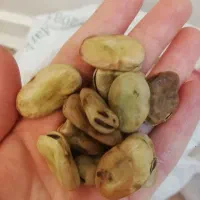 باقله شامی درشت و پزا