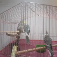 جفت عروسی هلندی با جوجه