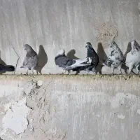 کفتر|پرنده|قنوات, |دیوار