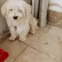 شیتزو|سگ|کازرون, |دیوار