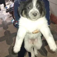 واگزاری رایگان توله|سگ|بهبهان, |دیوار