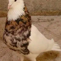 ماده سرکه ای گم کردم طبرسی شمالیمیخرمش