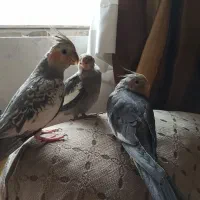 پرنده|پرنده|تهران, قیام|دیوار