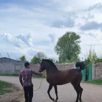 کره نریان دوساله نوه سهیل مریخ|اسب و تجهیزات اسب‌سواری|تهران, سازمان آب|دیوار