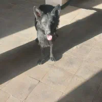 واگذاری سگ ژرمن شپرد بلک اصل|سگ|قم, کلهری|دیوار