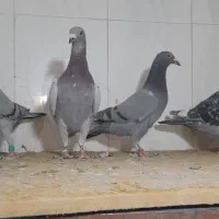 خرید و فروش پرنده