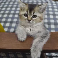 تنها مجموعه‌ گربه‌ در اهواز (پرشین/اسکاتیش/بریتیش)|گربه|اهواز, کیانپارس |دیوار