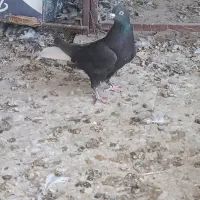 کفتر کله سیاه قیمت واسه جفتی|پرنده|شیراز, شیخ علی چوپان|دیوار