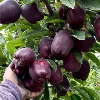 پاپایا نهال بلوبری کیوی انگور توت خرمالو ازگیل