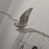 عروس هلندی سخنگو