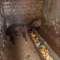 میش ابستن گوسفند