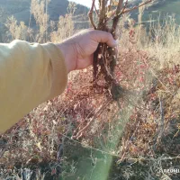 چوتک انگور سیاه برای فروش دارم