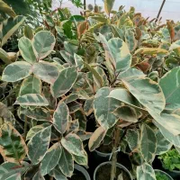 انواع گل آپارتمانی|گل و گیاه طبیعی|ارطه, |دیوار