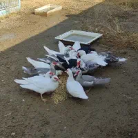 اردک اسرائیلی کمیاب طوسی16تایکجانروماده