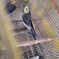 طوطی عروس هلندی|پرنده|رشت, اسماعیل آباد|دیوار