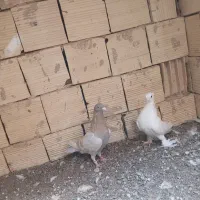 دو عدد کفتر ماده