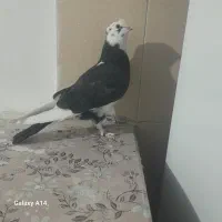 کفتر.پرشی.غرببگیری|پرنده|باقرشهر, |دیوار