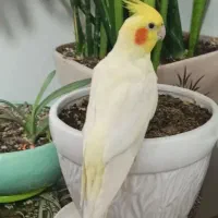 عروس  هلندی  لوتینو