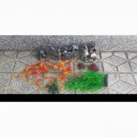 آکواریوم|ماهی|ابریشم, |دیوار