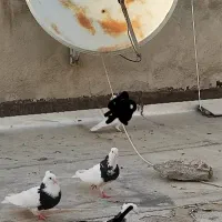 یک جفت کفتر