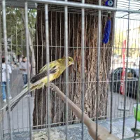 قناری رسمی بلند