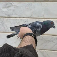 پلاکی|پرنده|نجف‌آباد, حومه نجف آباد|دیوار