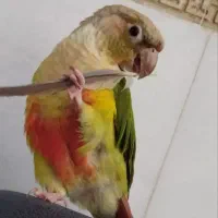 گمشده طوطی گیرینچیک|حیوانات|اراک, |دیوار