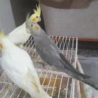 جوجه عروس هلندی