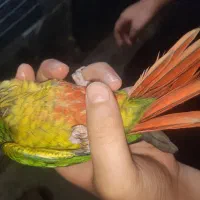 گرینچیک نر با تست فقط ۲۸۰۰