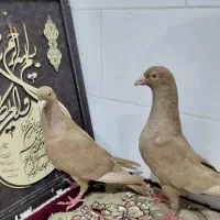 زرد و سرخ خارجی و سوز بی خط