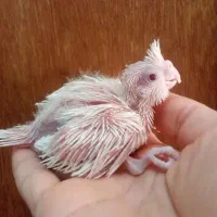 جوجه سرلاکی عروس طوطی|پرنده|کلاردشت, |دیوار