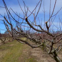 هرس کاری حرفه ای/هرس درختان/هرس|خدمات باغبانی و درختکاری|ماهنشان, |دیوار