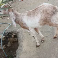 بزز|حیوانات مزرعه|اهرم, |دیوار