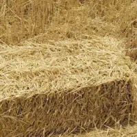 فروش کاه و کلش و سوب خوراک گاو واردک