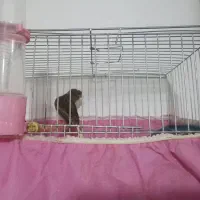 قناری سبز|پرنده|بروجرد, |دیوار