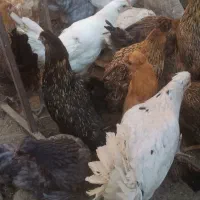 نیم چه کاکلی مطابق عکس