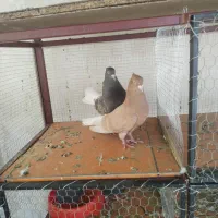 کبوتر رنگی و پلاکی و دورگ