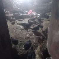 جوجه 5ماه با مرغ خروس|حیوانات مزرعه|ماهان, |دیوار