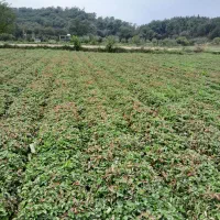 بوته توت فرنگی سابرینا دانه ای|خدمات باغبانی و درختکاری|خان ببین, |دیوار