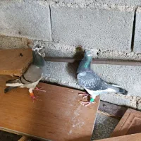 جفت پلاکی در حد|پرنده|برازجان, |دیوار