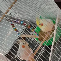 عروس هلندی معاوضه با عروس هلندی یا کوتوله دستی|پرنده|مشهد, ویلاشهر|دیوار