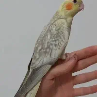 جوجه عروس هلندی