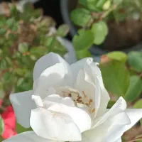 ساناز .رز.نرگس.