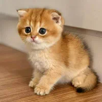 زیباترین گربه های شیراز