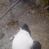 یک جفت ساده کاکلی آس|پرنده|آشخانه, |دیوار