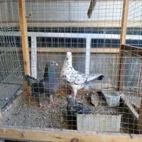 مجسمه کبوتر