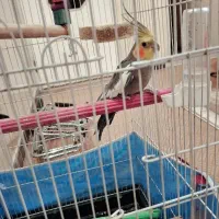 عروس هلندی نرسخنگو|پرنده|قم, تعویض پلاک|دیوار