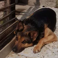 فروش سگ ژرمن