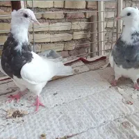 کبوتر‌طوقی|پرنده|یزد, |دیوار