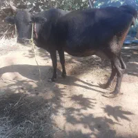 گاو|حیوانات مزرعه|بندرعباس, |دیوار